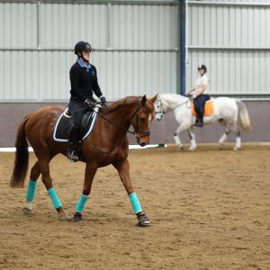 Shared Indoor Arena Hire Per Hour Per Horse